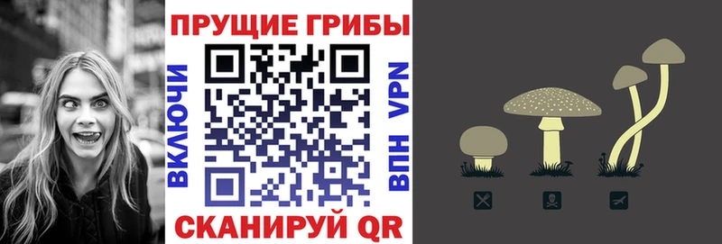 Галлюциногенные грибы Psilocybine cubensis  Торжок 